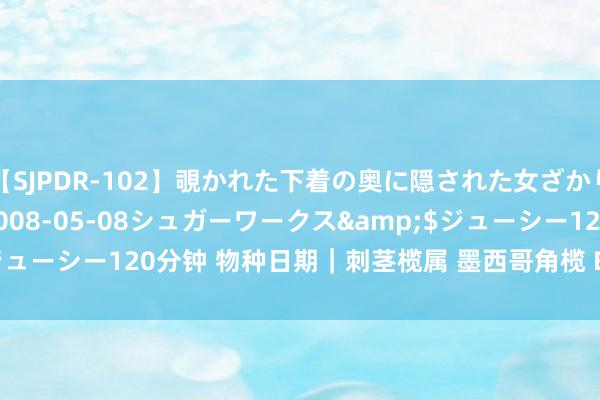 【SJPDR-102】覗かれた下着の奥に隠された女ざかりのエロス</a>2008-05-08シュガーワークス&$ジューシー120分钟 物种日期｜刺茎榄属 墨西哥角榄 Beiselia mexicana