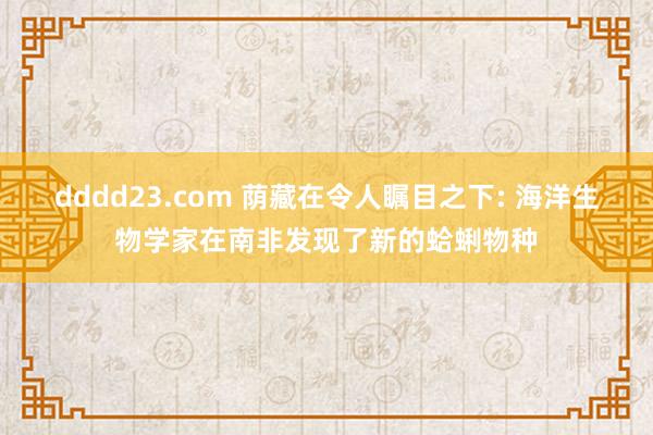 dddd23.com 荫藏在令人瞩目之下: 海洋生物学家在南非发现了新的蛤蜊物种